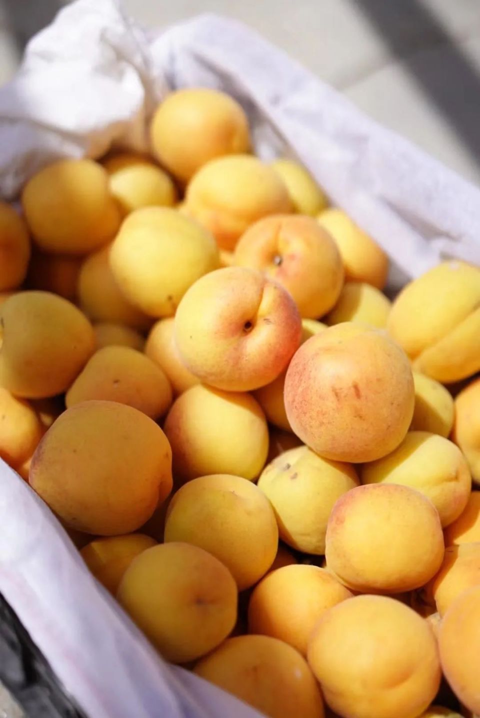 5斤杏子酿一瓶酒,这香甜绝了.