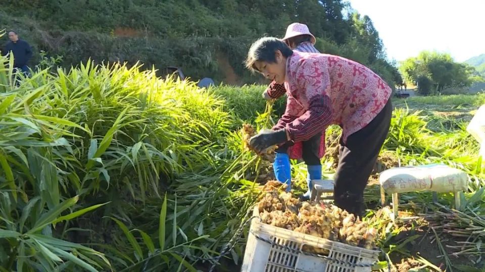 [南方生姜网-图片加载]