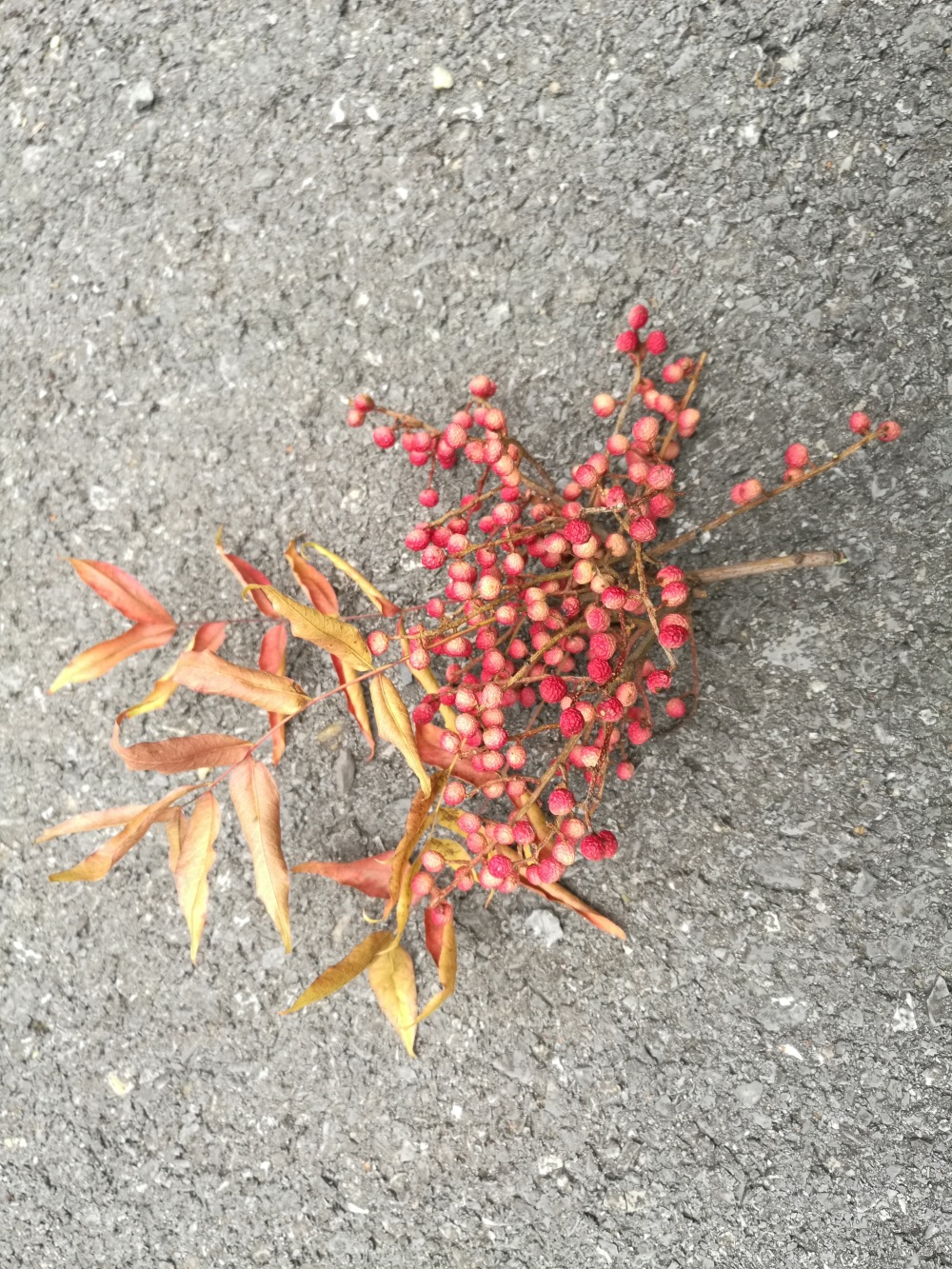 图1②龙鳞铁干:龙鳞:黄连木树皮呈不规则的鳞状块片(图1),铁干