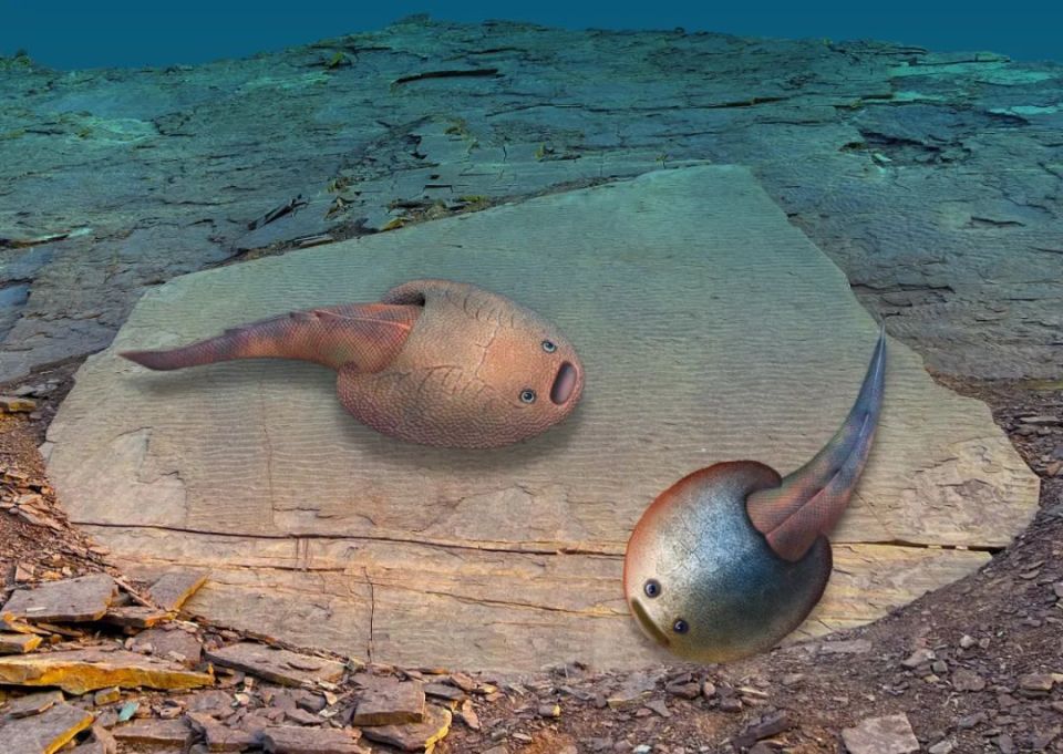 这种鱼,438亿年前生活在新疆