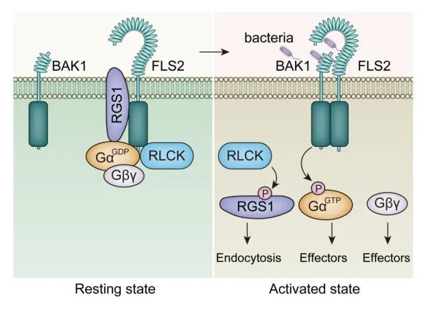 Science Bulletin | 周俭民/梁祥修/马苗苗合作总结磷酸化修饰对植物异源三聚体G蛋白信号通路的调控机制_腾讯新闻