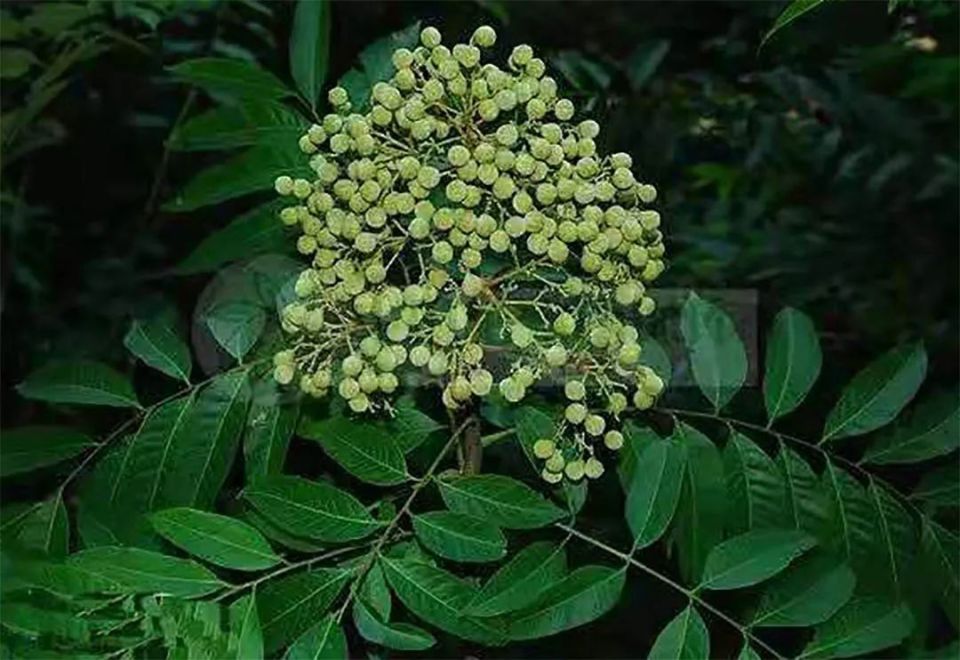 的特有单种属植物,对研究植物区系和无患子科的系统发育有科学价值