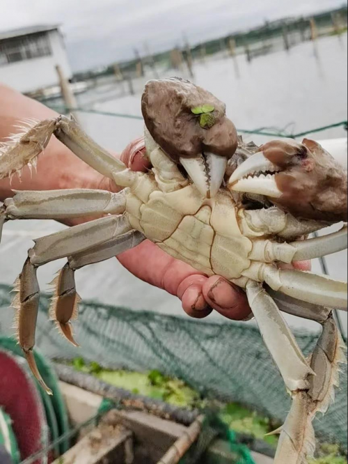 魅力阳澄湖哪里吃大闸蟹好 阳澄湖吃大闸蟹的地址
