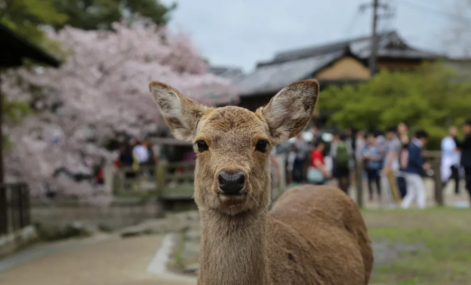 这个冷门宝藏地火了,足不出沪也能邂逅"小鹿"啦!