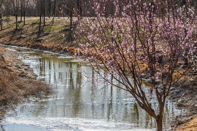 南苑森林湿地公园生物大家庭不断扩容