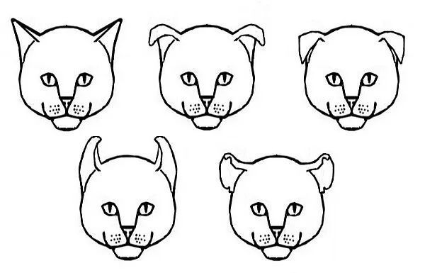 解密猫咪耳朵的小秘密