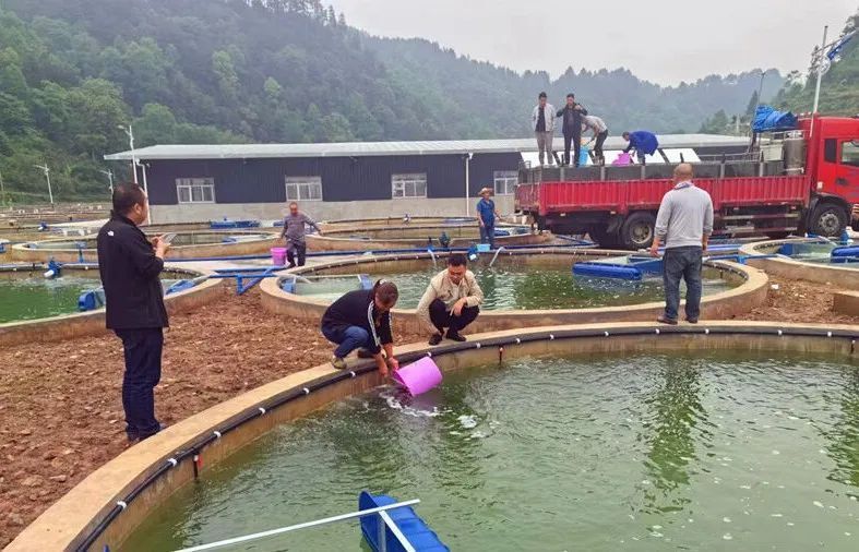 强省会 | 拟投资1500万元!鹿窝镇生态鱼养殖基地正式投放鱼苗
