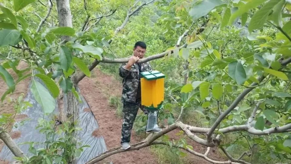 以往不懂技术,核桃园粗放式管理,核桃的产量和质量都不高.今