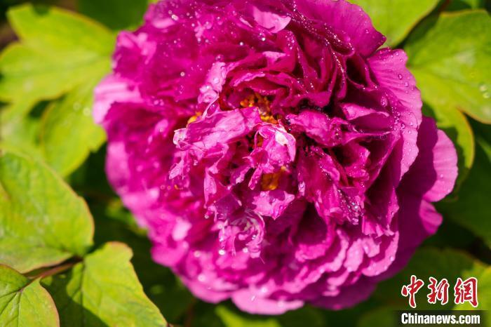 湖北武汉江南牡丹第一园牡丹花会开幕