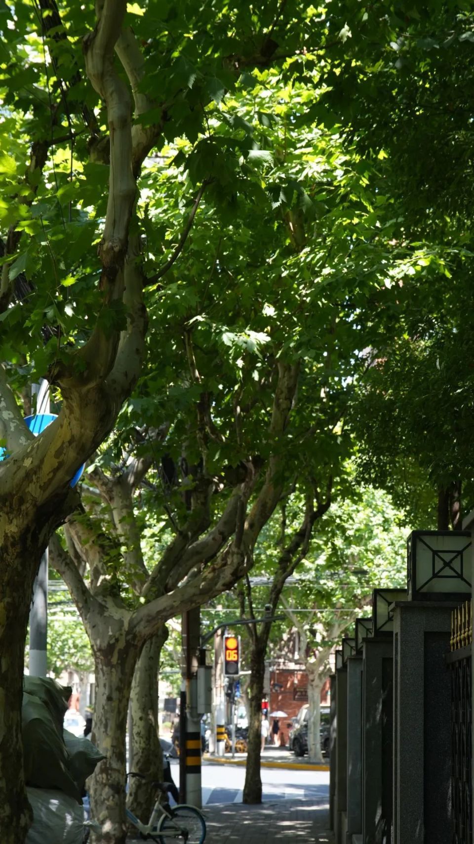 树荫中的每一片叶,都是享受夏天的启动键