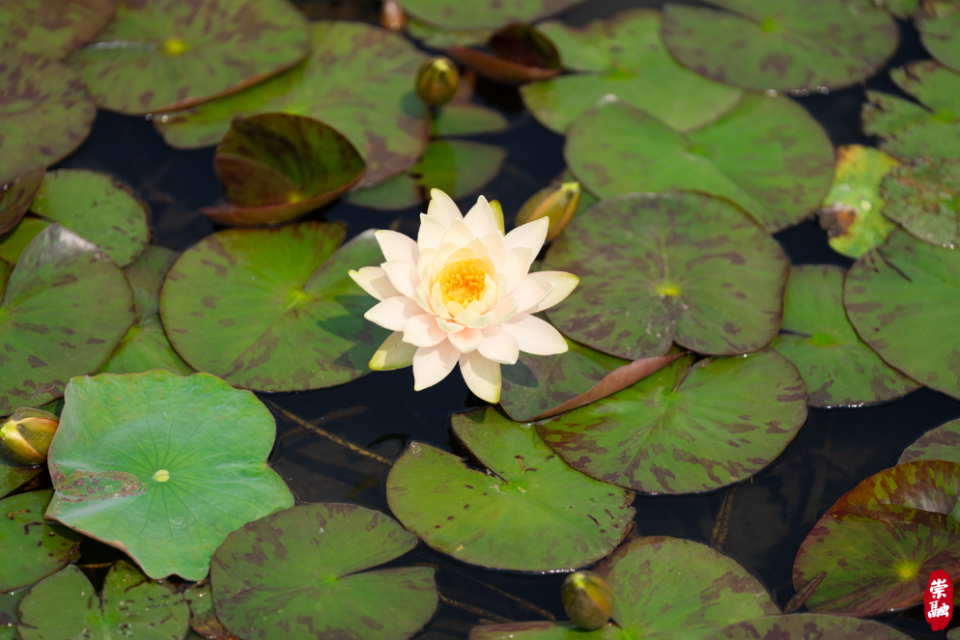 崇明这里的近百亩睡莲,已到最佳观赏期