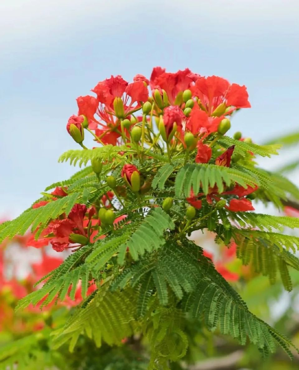 凤凰花 真实照片图片