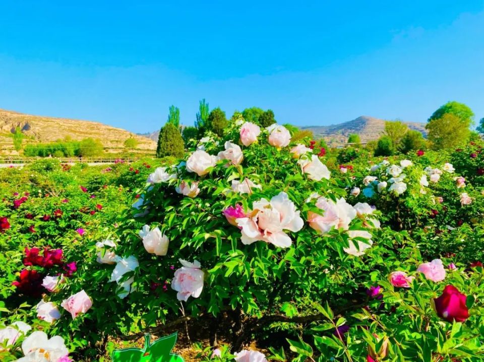 临洮曹家坪牡丹园