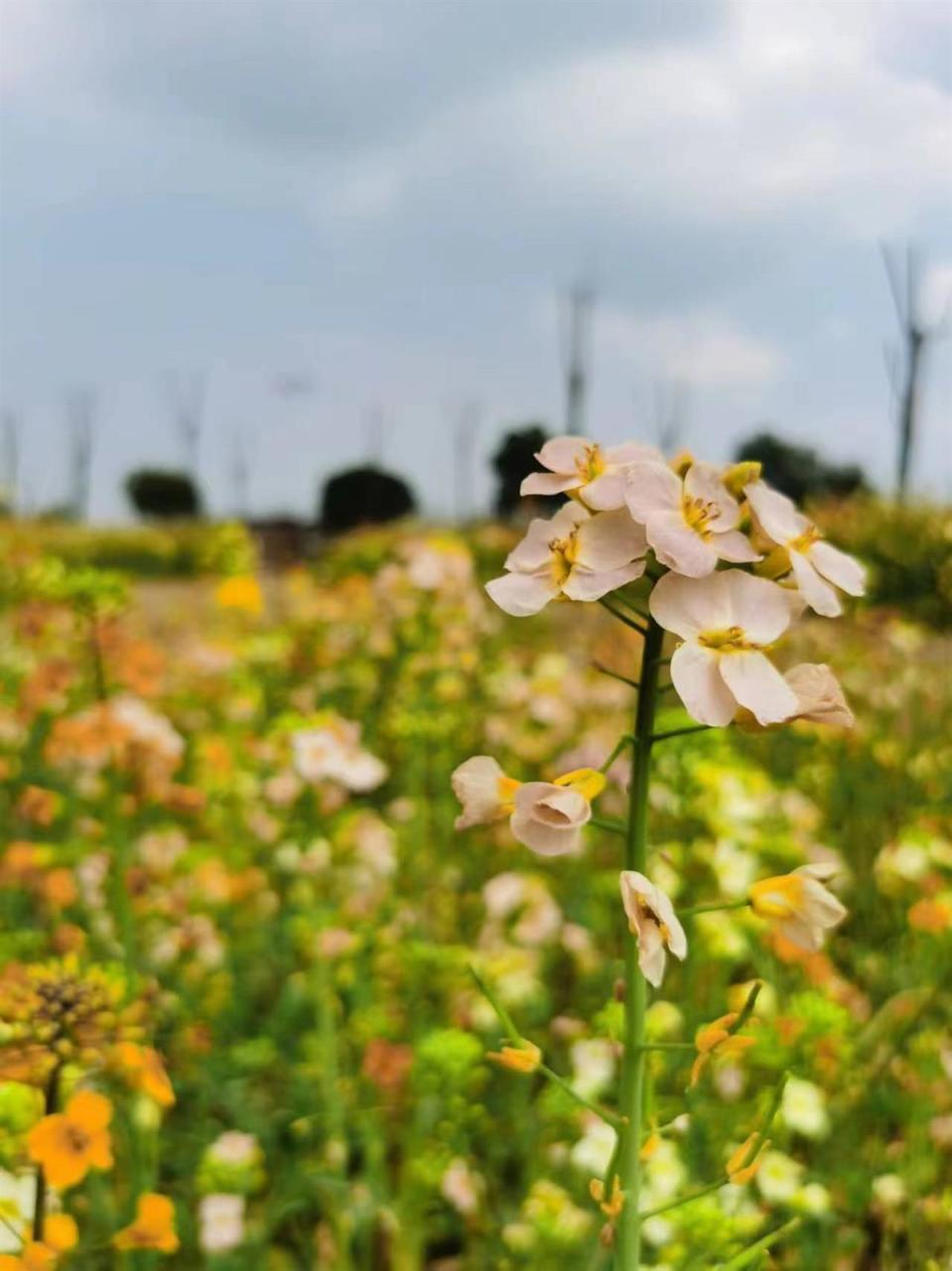 来武汉江夏五里界,这里有片十里飘香的油菜花海_腾讯新闻