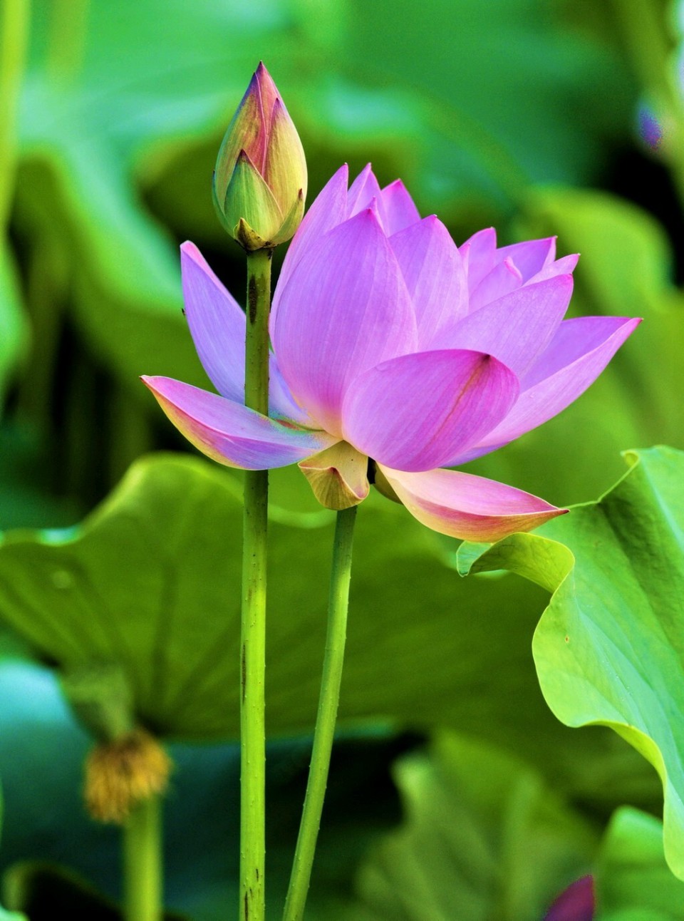 郑州可以拍荷花地方有很多处,面积较大的应该是北龙湖湿地公园了