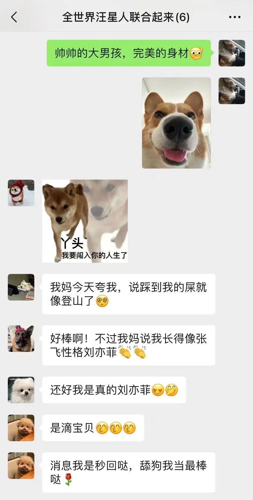 如果不小心闯进小狗群,便能直接感受到好朋狗们溢出屏幕的快乐.