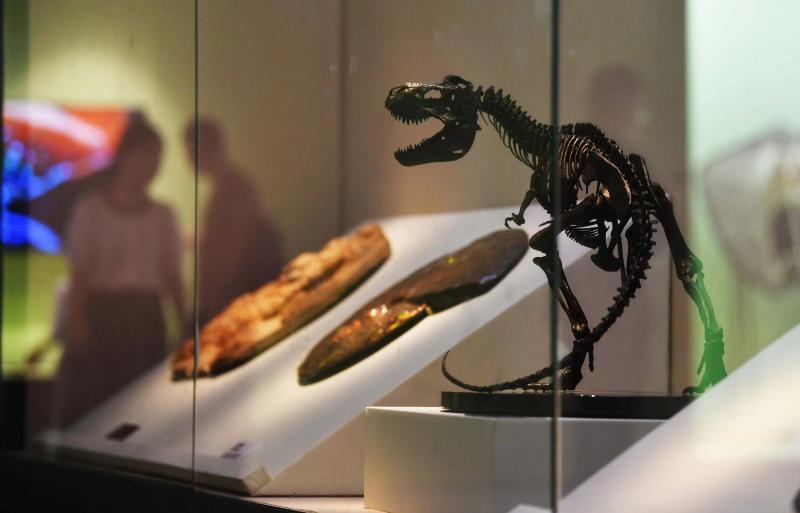 国家自然博物馆揭牌一周年 新增馆藏标本集中亮相