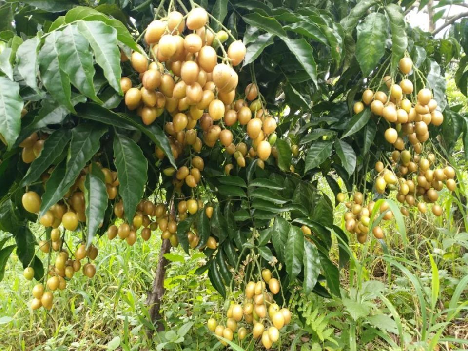 新安有佳果,黄皮宜消夏!倒计时4天,约起