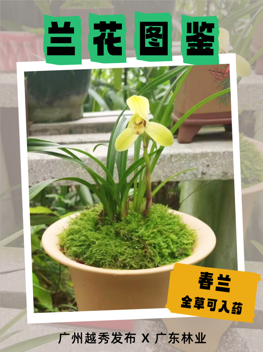 兰缘盛荟丨幽幽兰香,收好这份赏兰指南_腾讯新闻