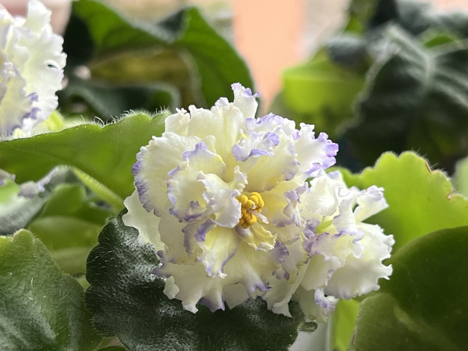 燕都新趣|五彩斑斓非洲堇