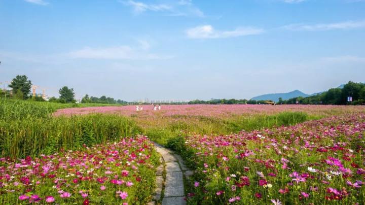 花开进度100%!这个周末,可以来湘湖花海打卡限时浪漫啦