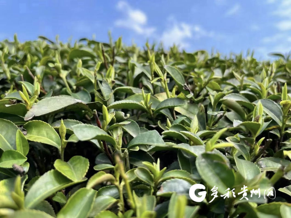 设19条航空专线贵州顺丰护航黔茶春芽抢鲜出山