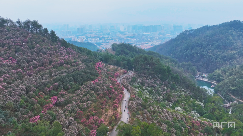 湖南怀化山茶花盛放粉色花海诱游人