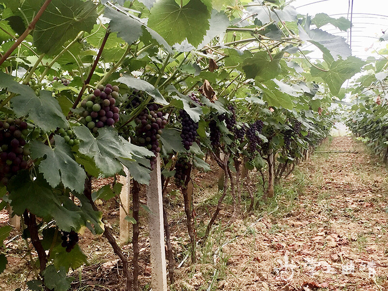 麒麟區中所村葡萄藤架搭出鄉村振興致富橋