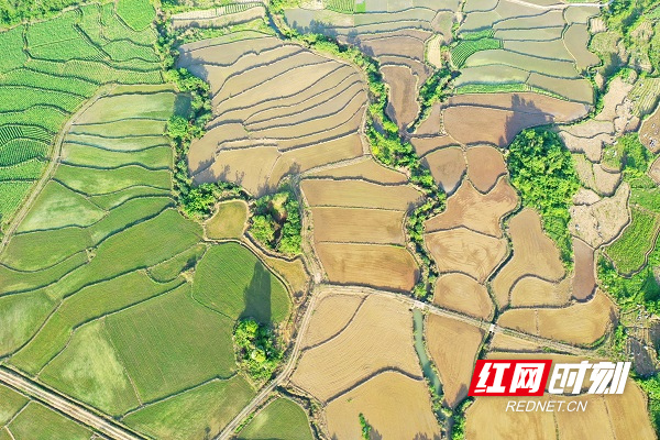 湖南新田:水田如镜美如画(组图)