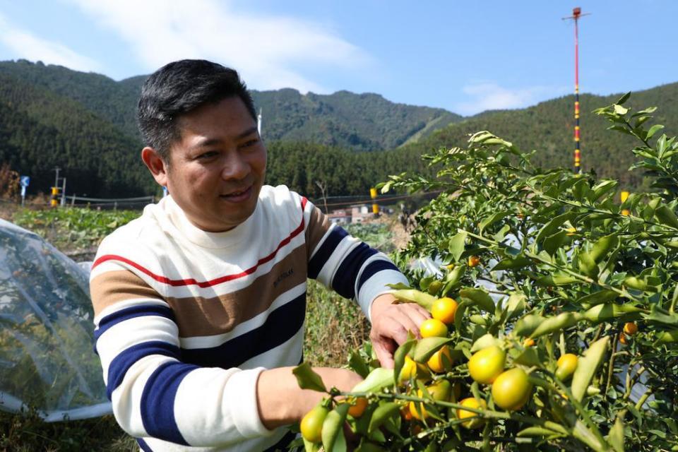 清遠連山小小燈籠掛枝頭脆蜜金桔喜豐收