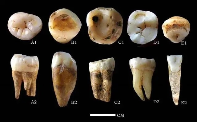 揭开"郧县人"3号头骨化石神秘面纱,倾听十堰前世今生_腾讯新闻