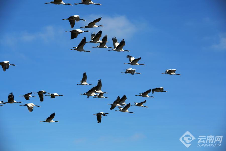 【高清组图】云南昭通:黑颈鹤群恋恋不舍起舞云端暂别大山包