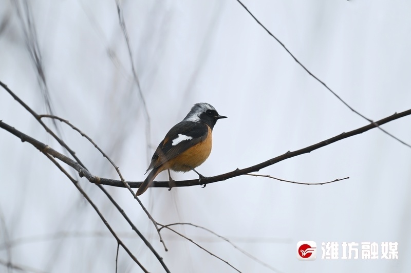 追鸟| 时尚"火燕"在线"吃播",好萌!_腾讯新闻