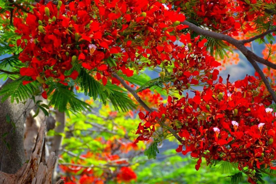 路一树树凤凰花犹如火焰奔放,张扬成了最绚烂的风景普洱市委宣传部 供