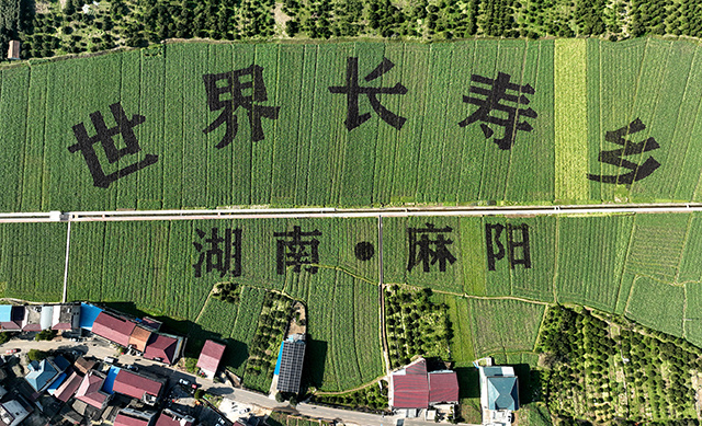 视频惊艳油菜地里长出9个字世界长寿乡湖南麻阳