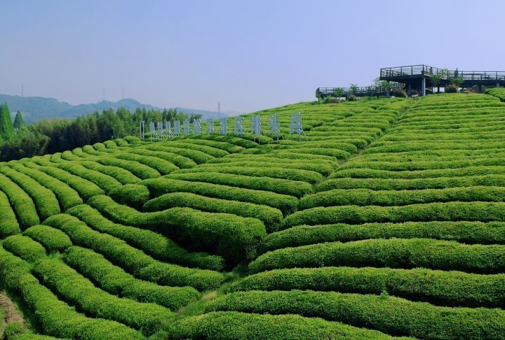 杭州径山茶邀您共赴一场春日之约 亮点抢"鲜"看