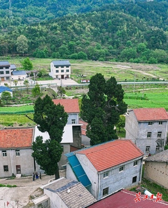 武汉12株千年古树很受宠