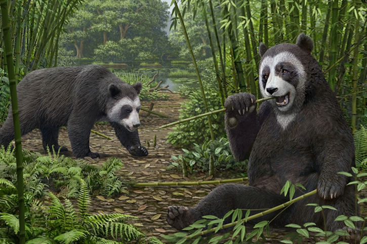 大熊猫的演化史:远古大熊猫竟是食肉动物?它们的祖先有多恐怖?
