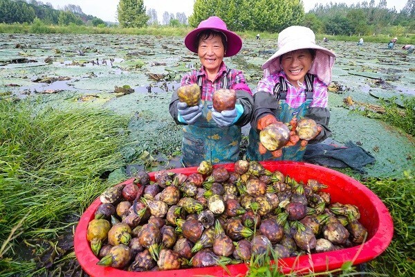 三农致富经_致富三农种植_致富三农视频养鱼