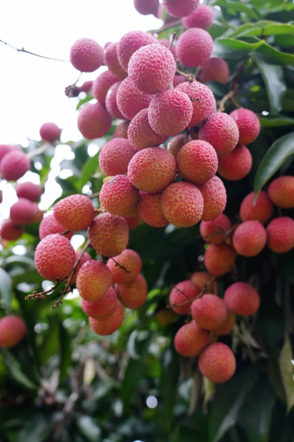 成熟的荔枝果壳鲜红,犹如一颗颗璀璨的红宝石,在阳光的照耀下熠熠生辉