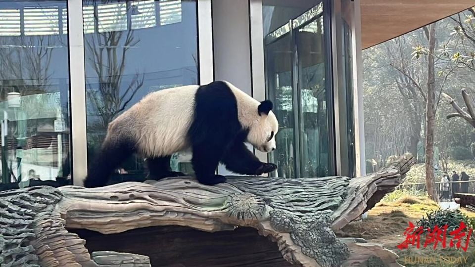 来岳阳看熊猫丨熊猫苑金名片