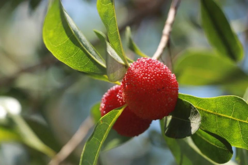 三台山杨梅熟了,快来采摘吧!