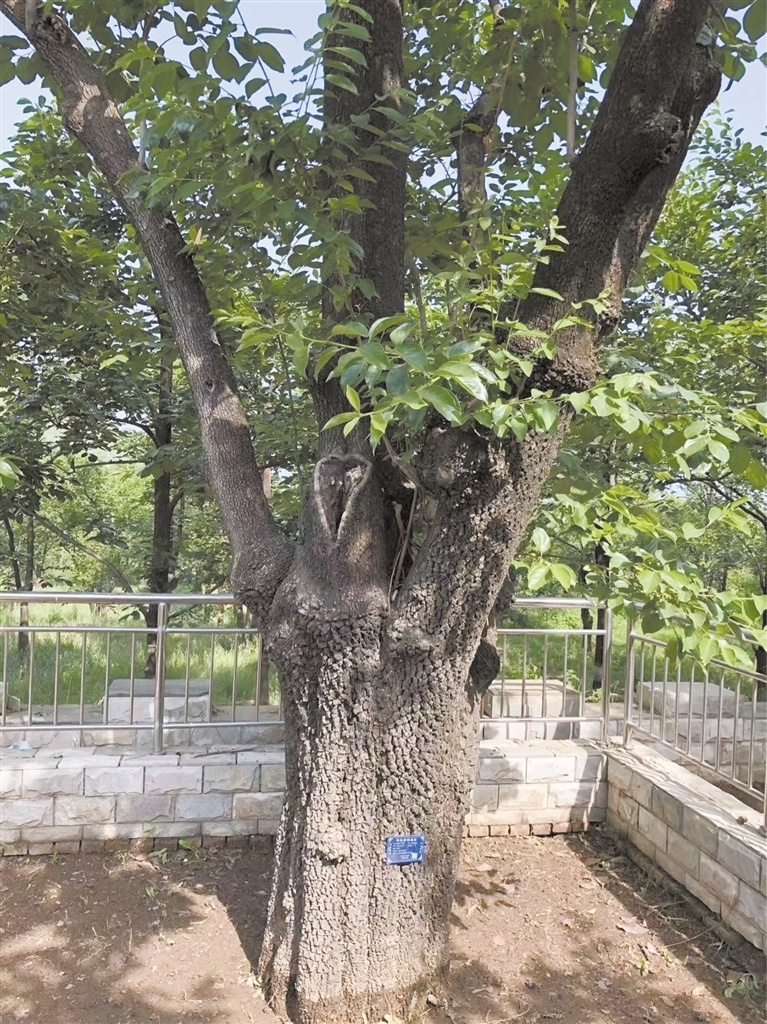 恋乡·骑行保定——探寻最美乡村来到满城区,探访四棵千年柿树王