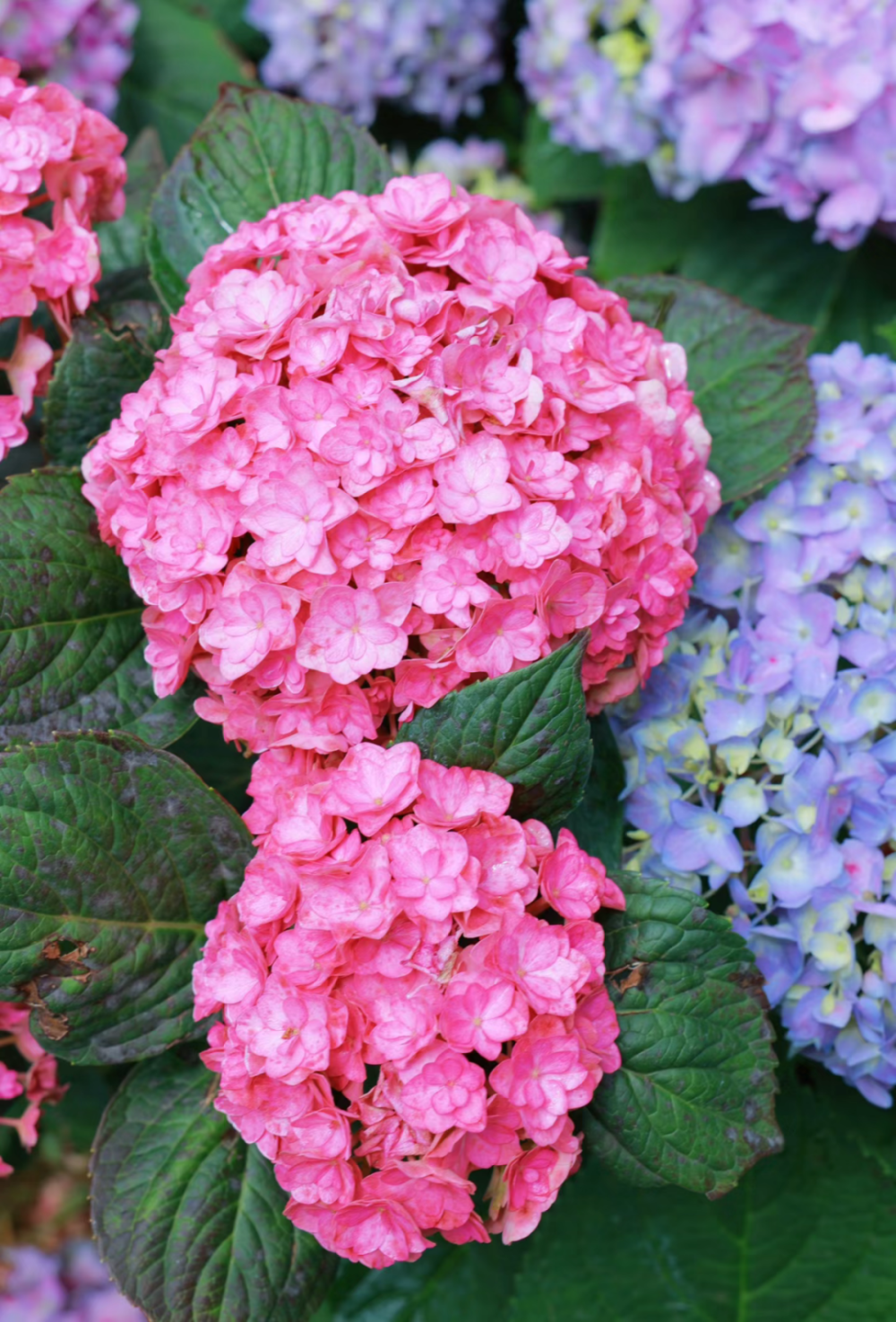 误入爱丽丝童话世界,这片绣球花海太好拍了