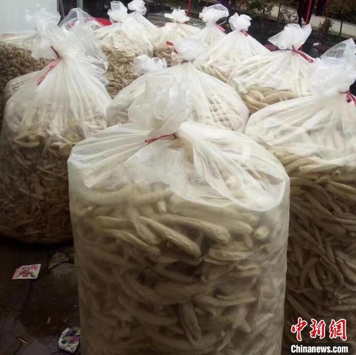 乡村行看振兴大自然赐予的地下精灵贵州大方冬荪走俏国内市场