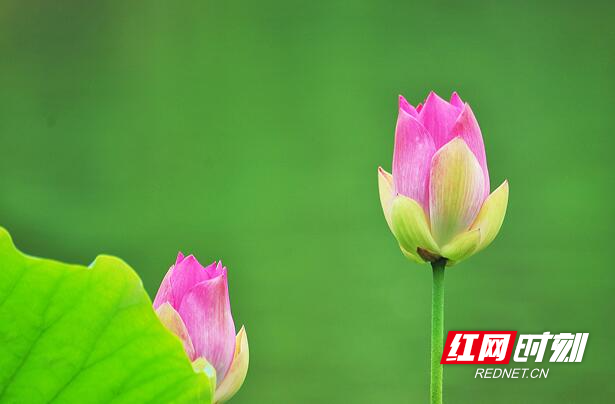 组图| 荷池流韵_腾讯新闻