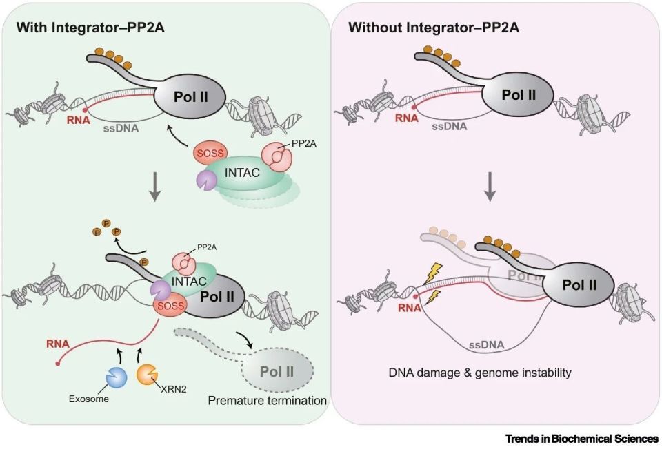 复旦大学陈飞团队TIBS综述｜Integrator–PP2A（INTAC）复合体：连接转录提前终止、染色质调控与基因组稳定的枢纽_腾讯新闻