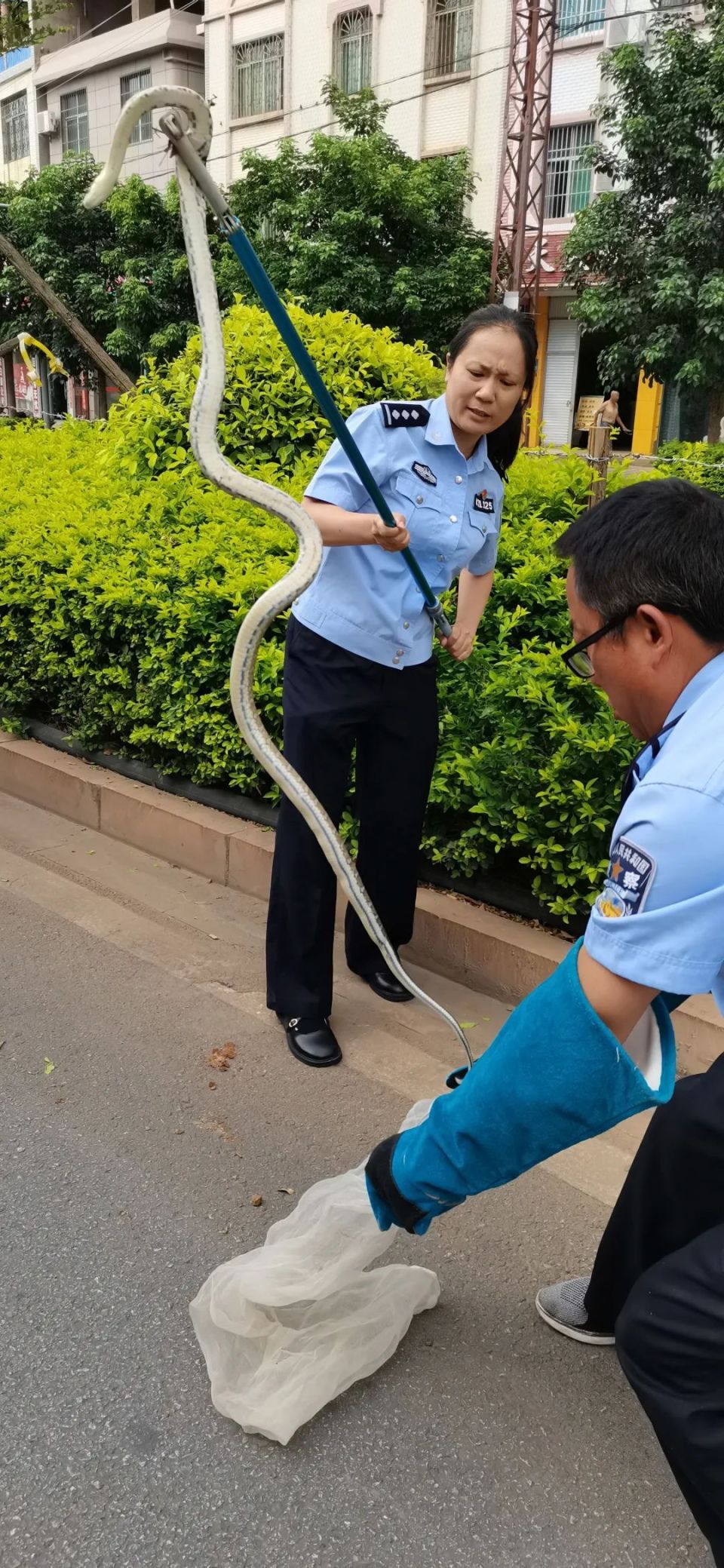 楚雄一女警徒手捉1.6米大蛇,面对赞誉她这么说