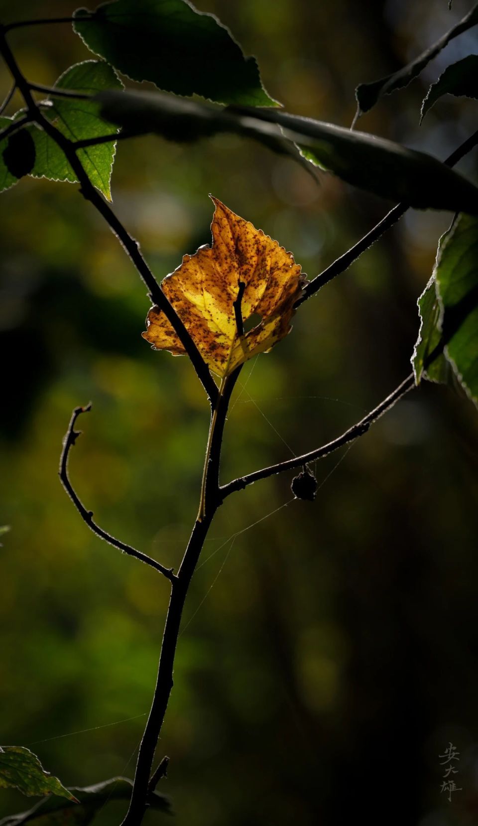 叶落知秋.-腾讯新闻