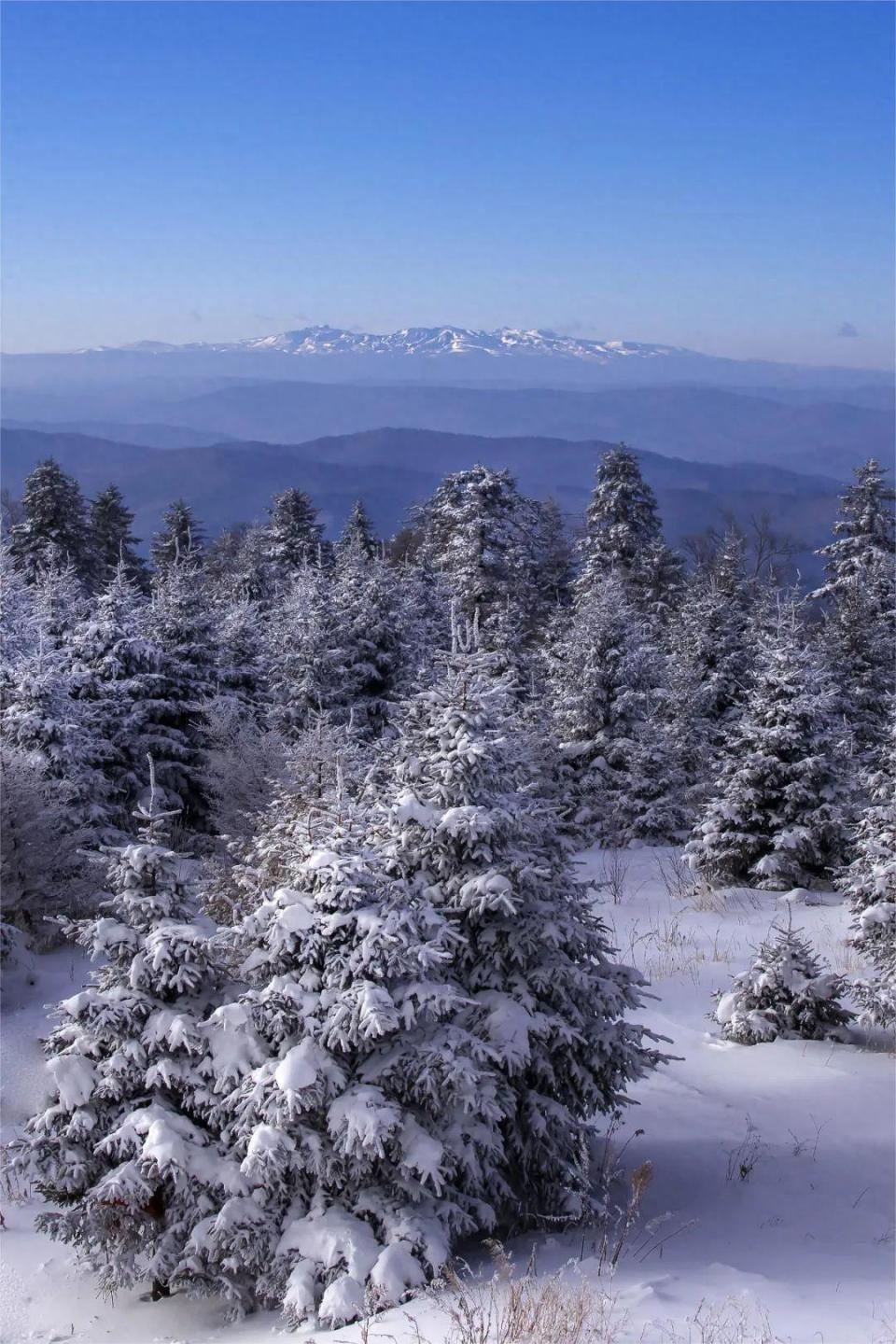 长白山雪景 摄影图片